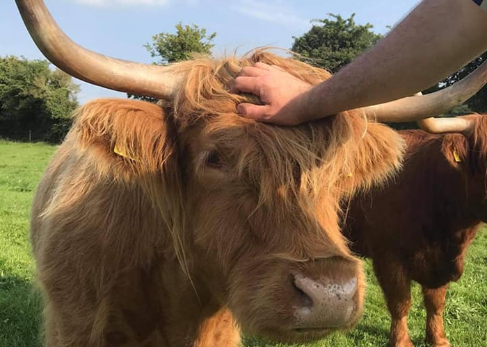 Petting a Highland cow with long horns at Castleview Open Farm.