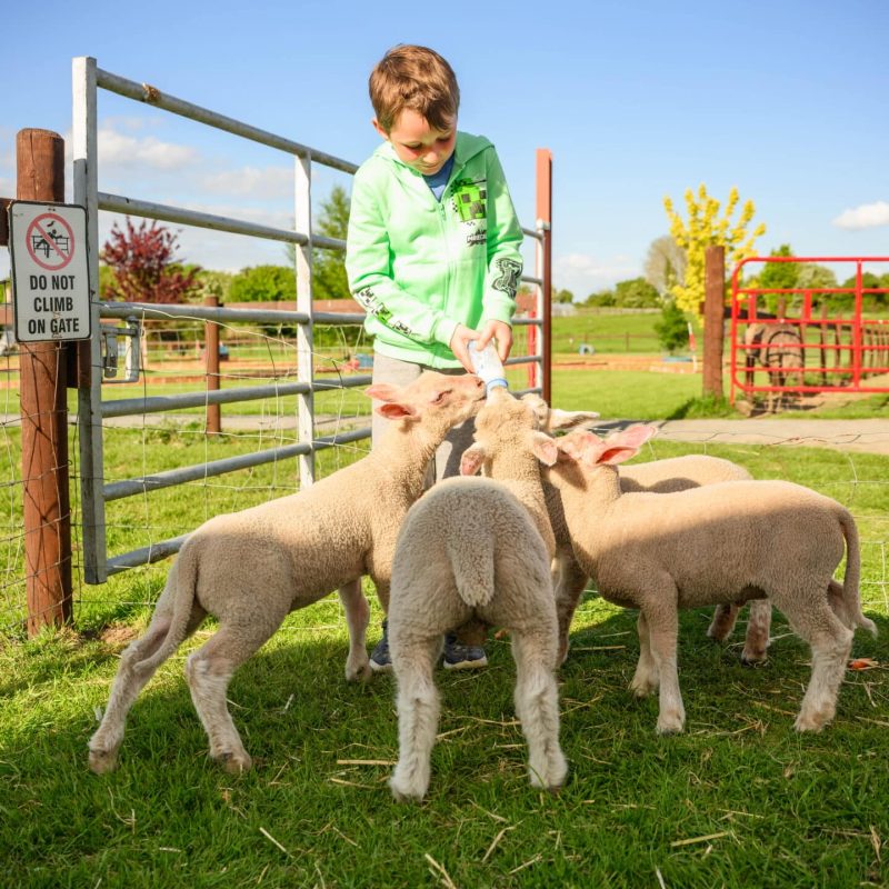 Castleview Open Farm (photos by Diarmuid Greene) Castleview Open Farm (photos by Diarmuid Greene)